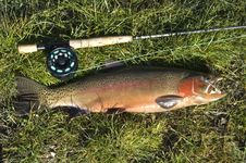 Rainbow Trout Rod & Fly Stock Image