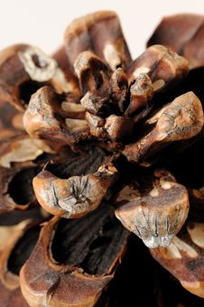 Beautiful Pine Cone Texture Stock Photo Beautiful Pine Cone Texture Stock Photo