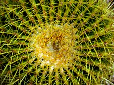 Cactus Royalty Free Stock Image Cactus Royalty Free Stock Image