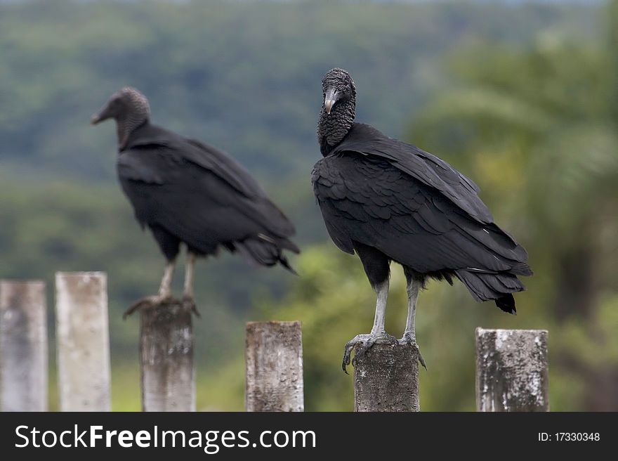 Two black vultures standing on fence poles. Shallow DOF on background. Two black vultures standing on fence poles. Shallow DOF on background.