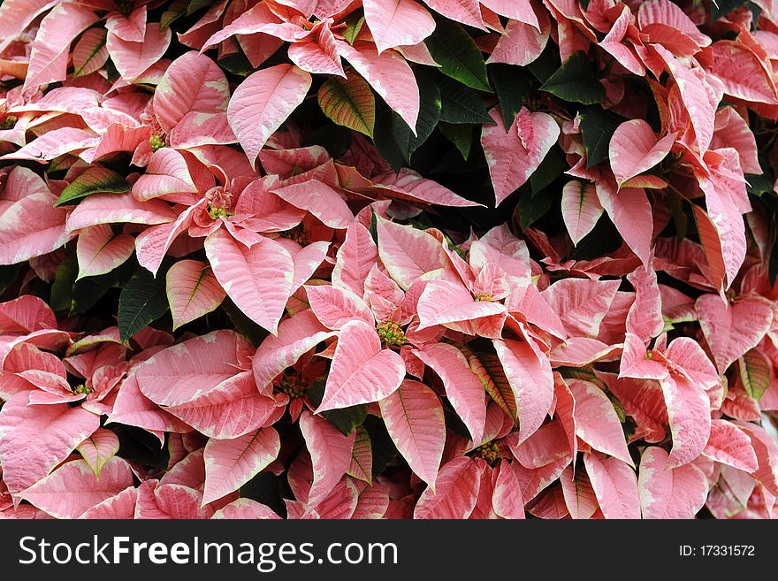 A background totally filled with pink poinsettias and their leaves. A background totally filled with pink poinsettias and their leaves.