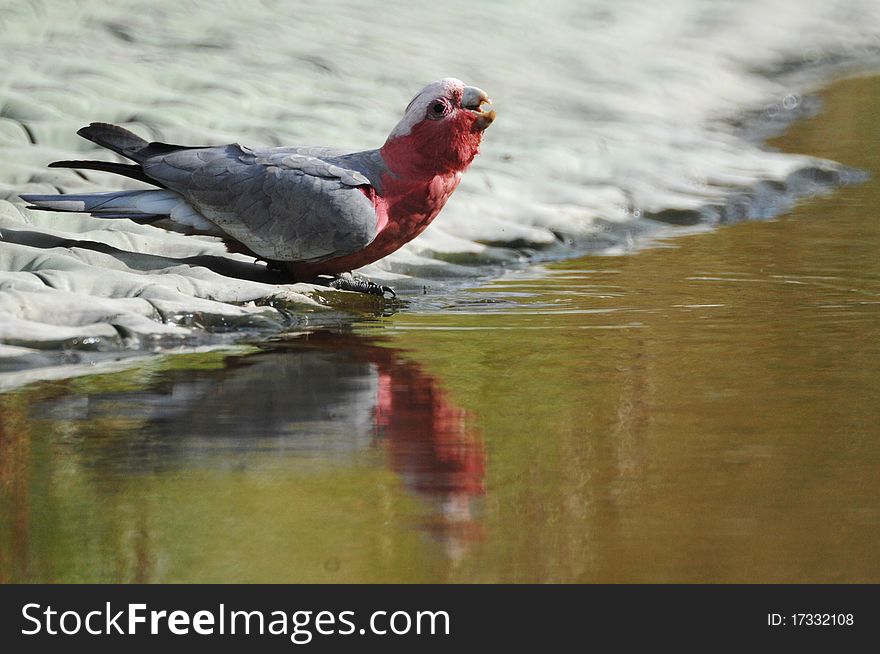 A galah drinking from a storm water outlet. A galah drinking from a storm water outlet.