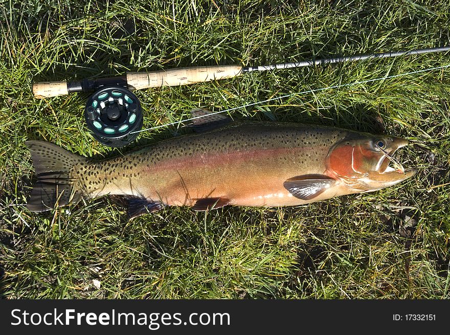 Rainbow trout, rod and fly that caught it on grass. Rainbow trout, rod and fly that caught it on grass