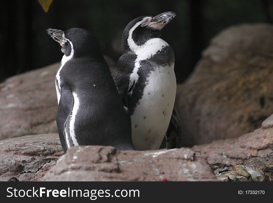 The pair of Humboldt penguins (Spheniscus humboldti).