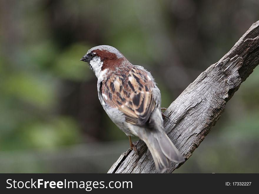 The eurasian tree sparrow sitting on the branch. The eurasian tree sparrow sitting on the branch.