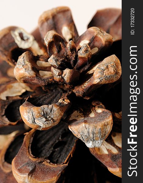 Beautiful pine cone texture . background