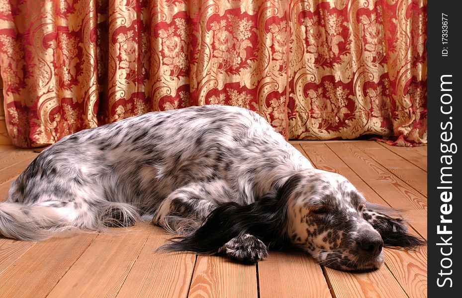 dog lying on a wooden floor. dog lying on a wooden floor