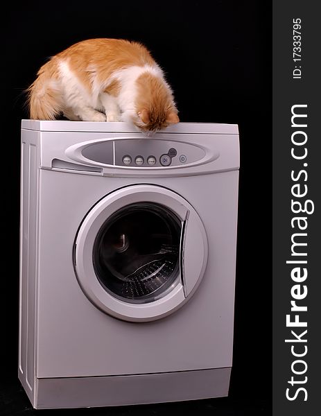 Cat standing on a washing machine and looking with interest. Cat standing on a washing machine and looking with interest