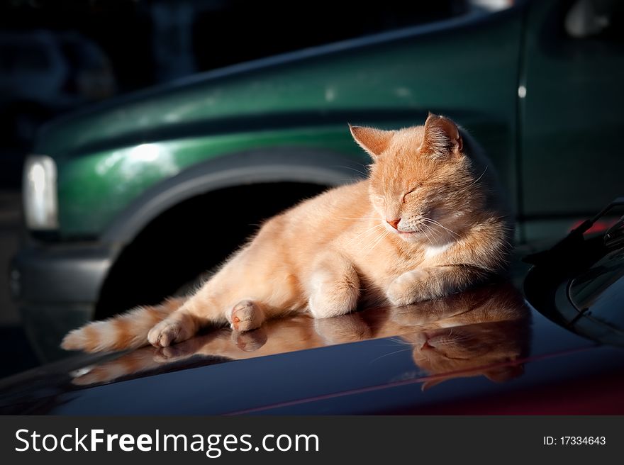 Cute ginger cat sunbathing on the hood of a vehicle. Cute ginger cat sunbathing on the hood of a vehicle