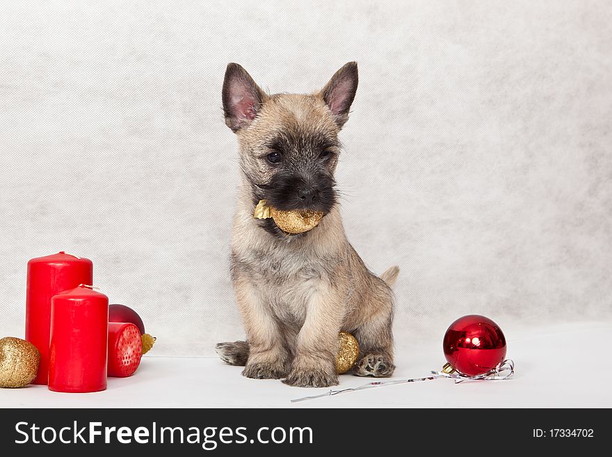 Studio portrait of cairn-terrier puppy. Studio portrait of cairn-terrier puppy.