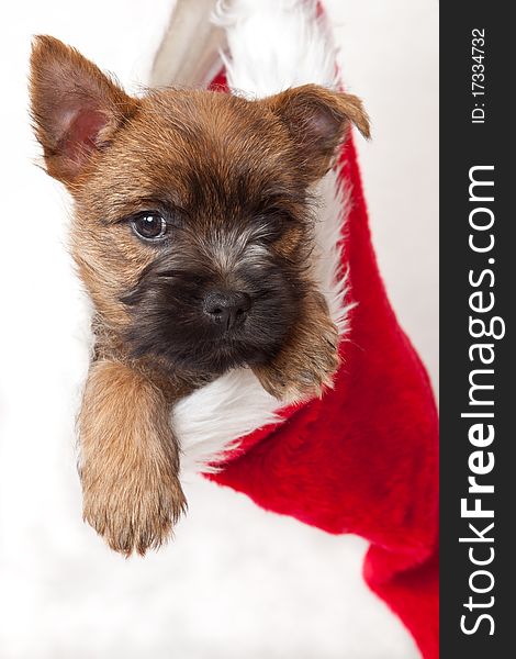 Studio portrait of cairn-terrier puppy. Studio portrait of cairn-terrier puppy.