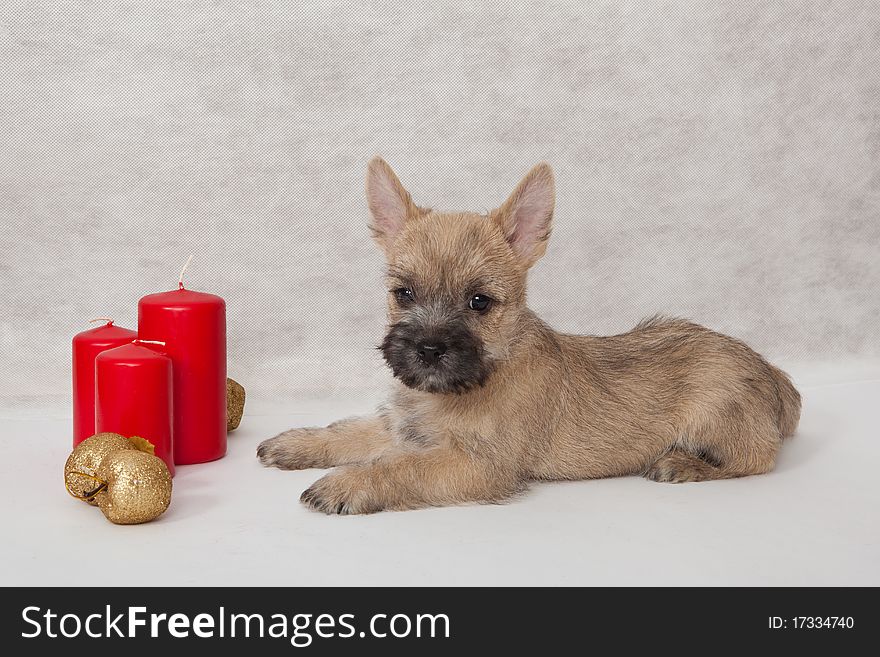 Studio portrait of cairn-terrier puppy. Studio portrait of cairn-terrier puppy.