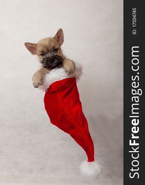 Studio portrait of cairn-terrier puppy. Studio portrait of cairn-terrier puppy.