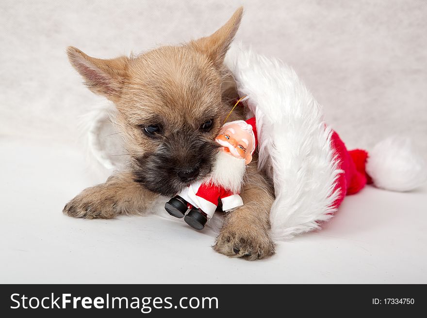 Studio portrait of cairn-terrier puppy. Studio portrait of cairn-terrier puppy.