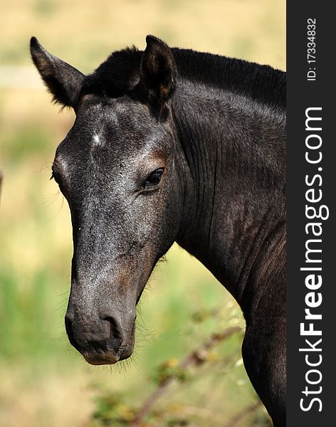 Close view to the head of a black foal.