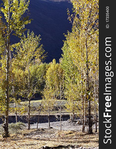 Poplar trees in chuanxi plateau