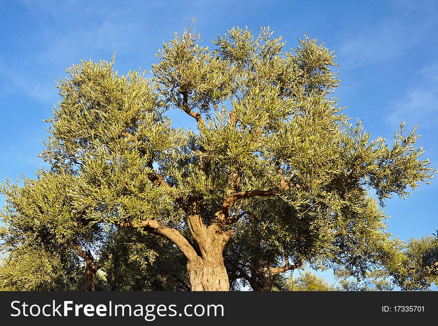 An olive tree situated at 300 meters Lebanon; winter time. An olive tree situated at 300 meters Lebanon; winter time