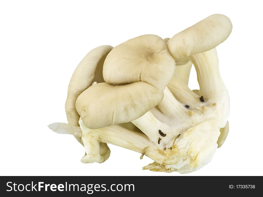 Oyster mushrooms isolated on white