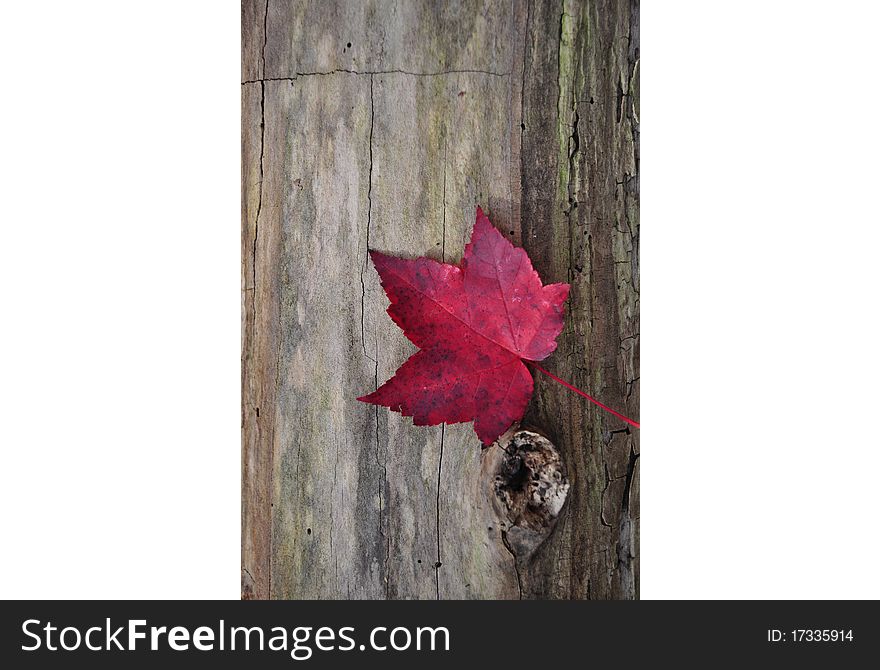 A single red leaf had fallen on a log. A single red leaf had fallen on a log