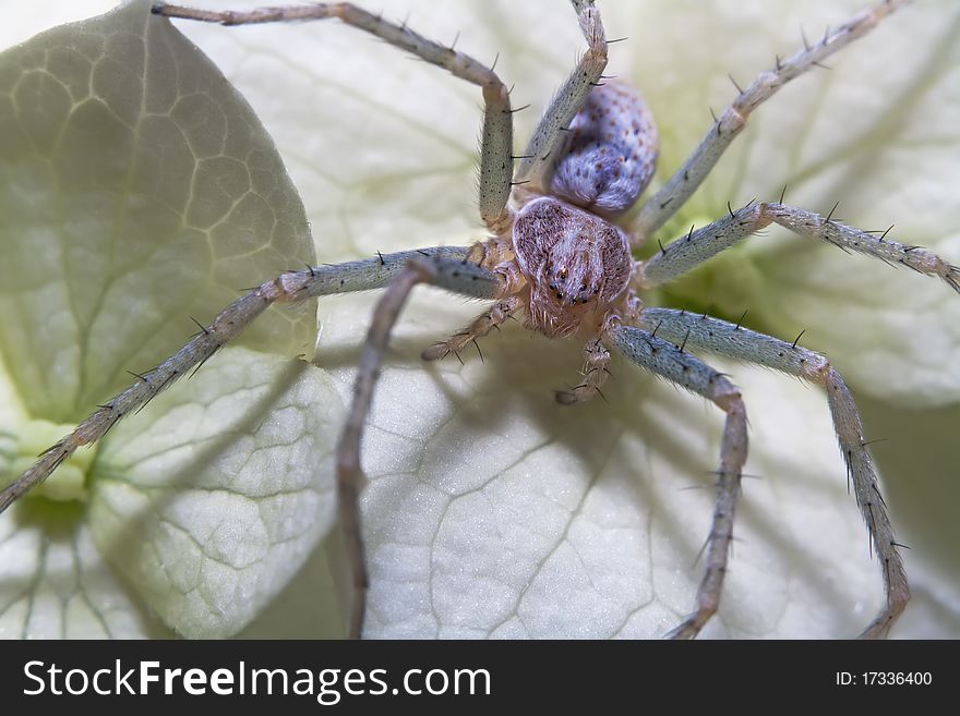 Big scary spider hunter lying in wait for his victim