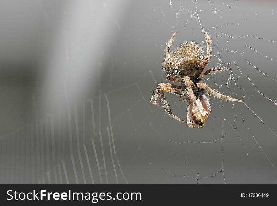 Spider with its prey in the web.