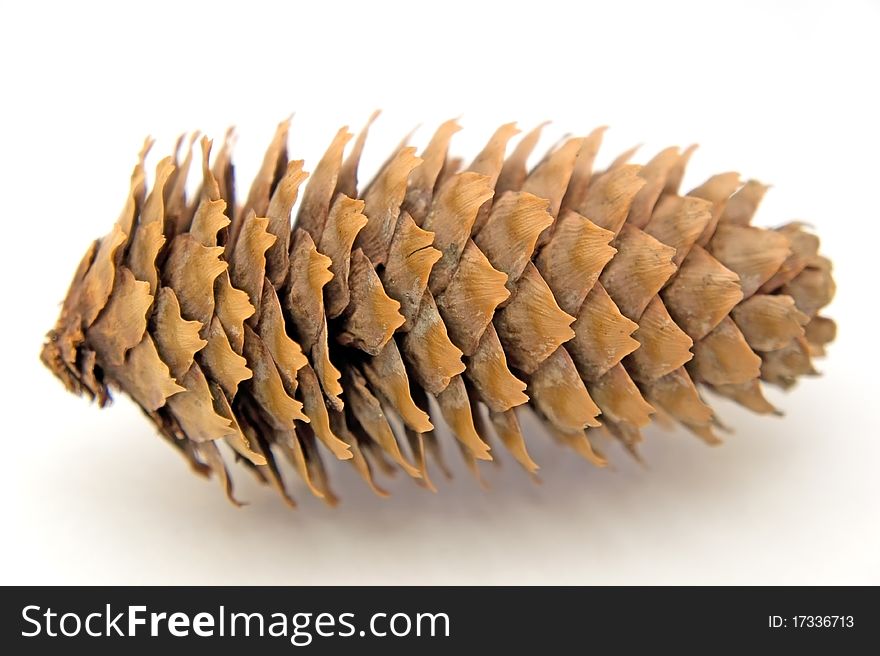 Pine cone isolated over white