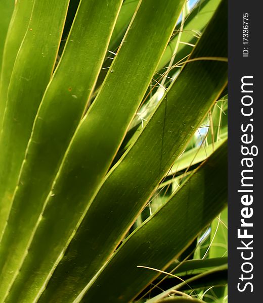Green palm leaf. Close-up photo. Green palm leaf. Close-up photo