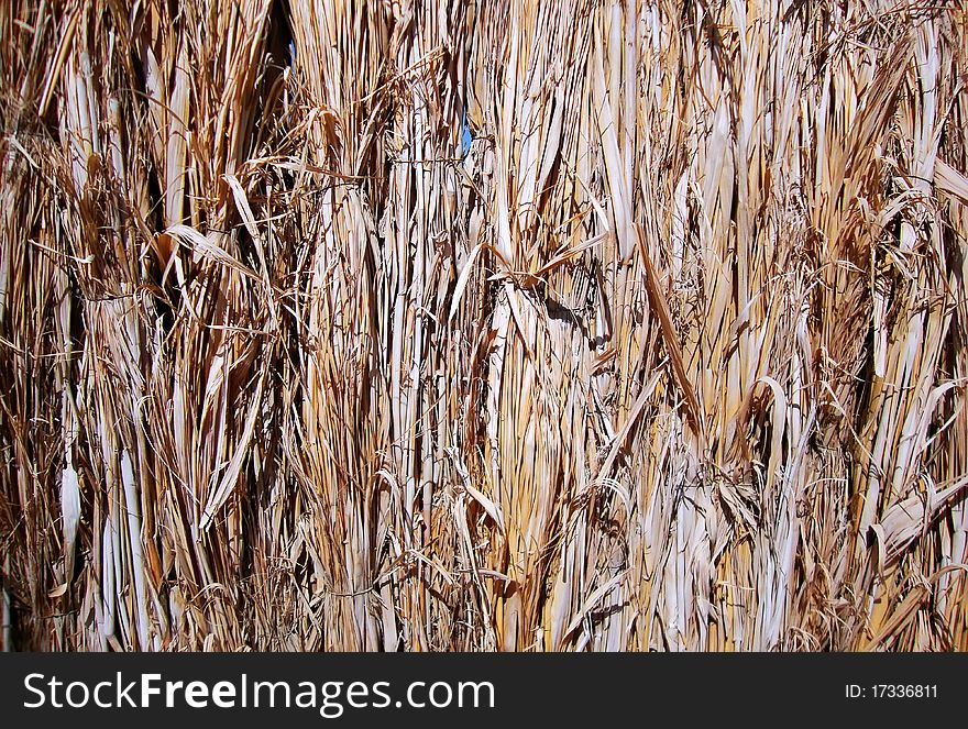 Dry grass. CLose-up photo