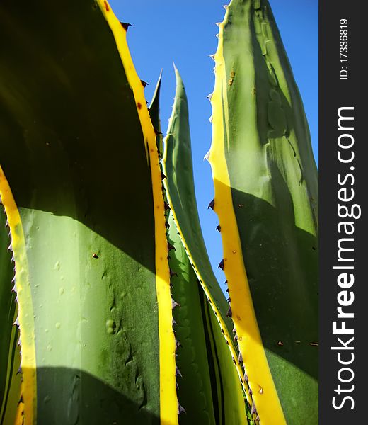 Macro photo with agave leafs