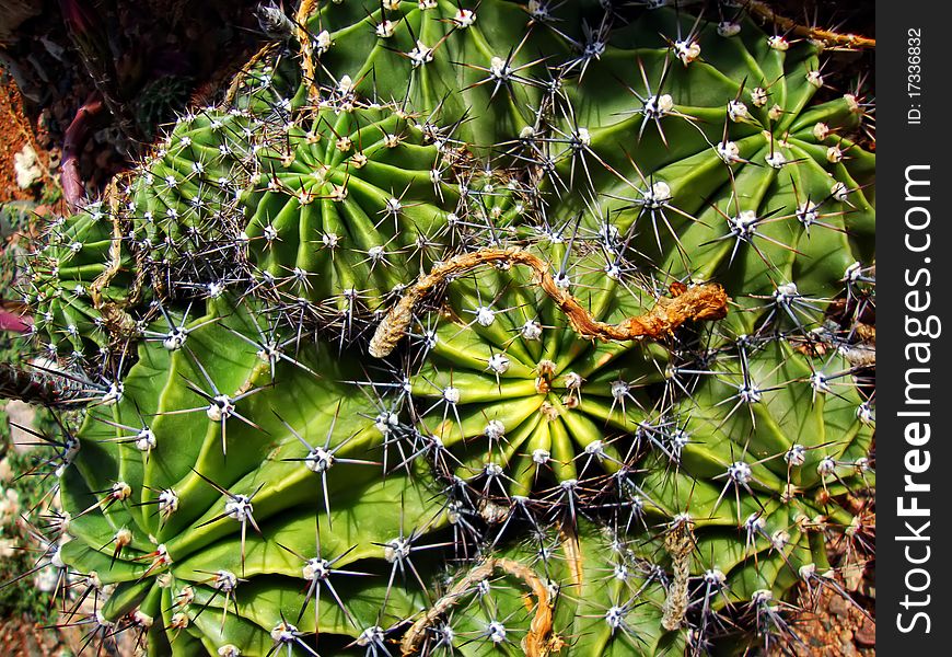 Macro photo with green cactus