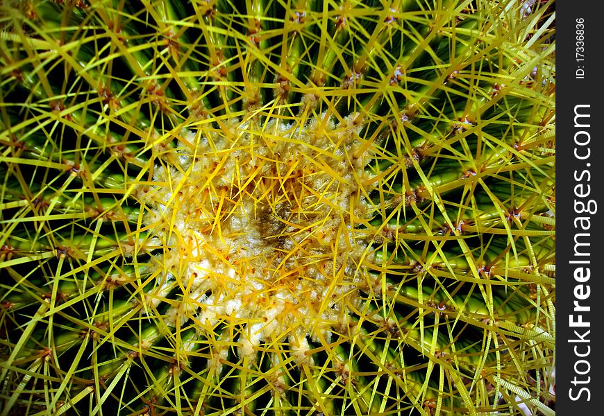 Macro photo with green cactus