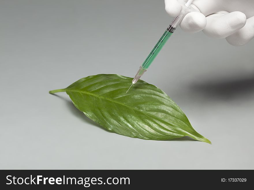 Green leaf gets a green substance injected from hand with gloves. Green leaf gets a green substance injected from hand with gloves