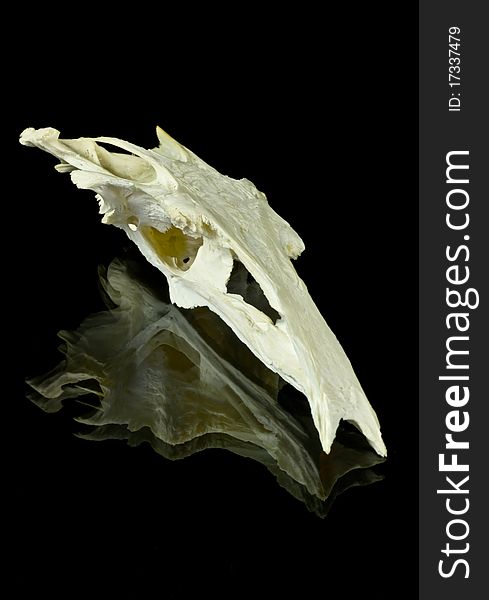 Fish Skull