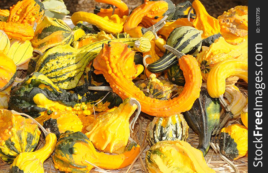 Load of gourds of various sizes colors, and shapes for a textured background.