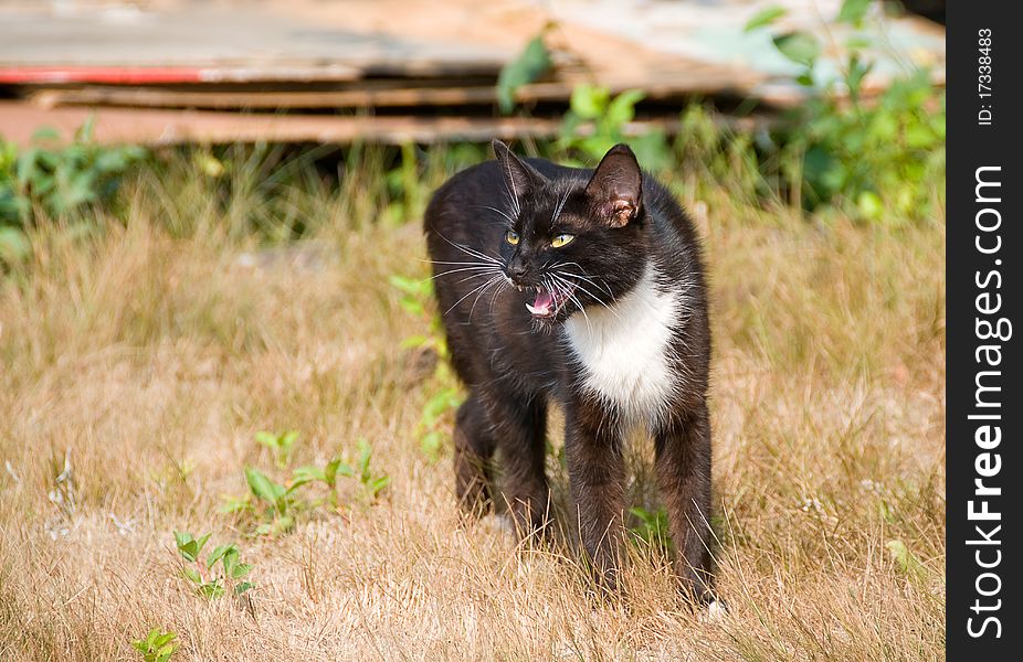 The black cat threatens uninvited visitors