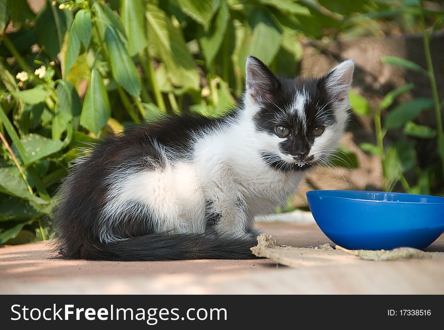 The kitten drinks milk from a bowl. The kitten drinks milk from a bowl