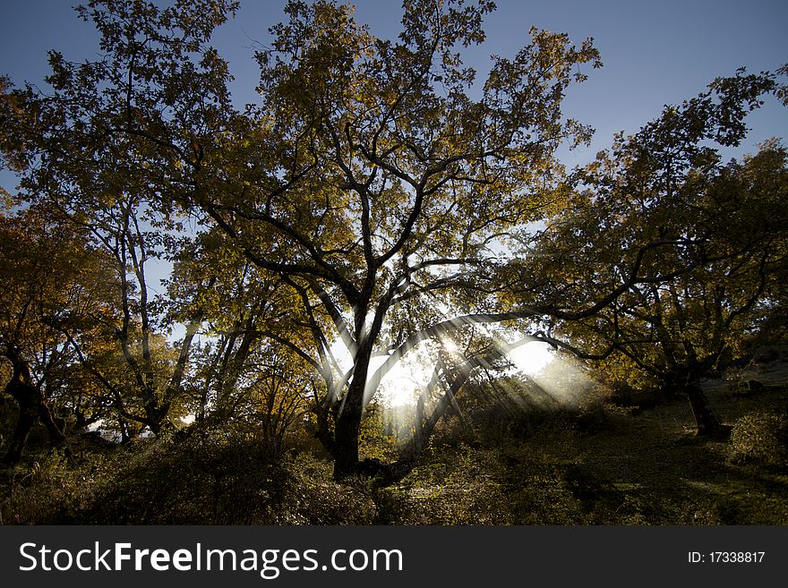 A tree in forest with sun rays. A tree in forest with sun rays