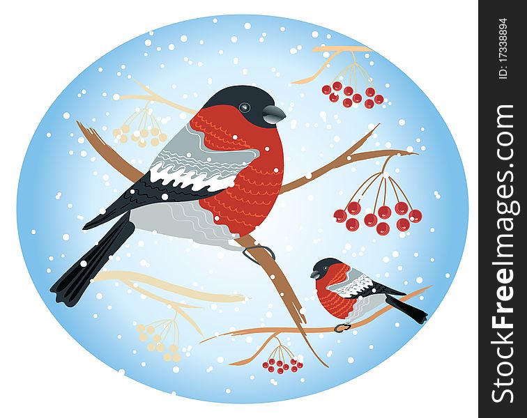 Vector bullfinches on branches in winter .New year card holiday. Vector bullfinches on branches in winter .New year card holiday