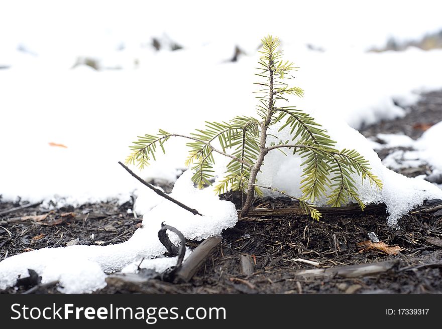 Small evergreen tree in the winter