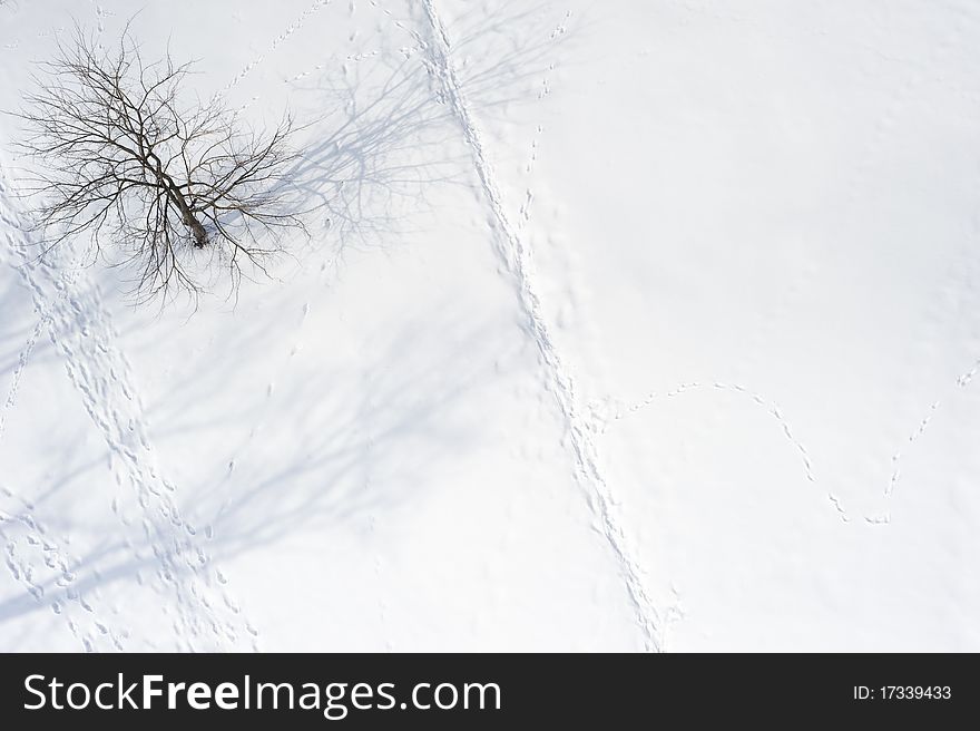 Aerial view of a winter park