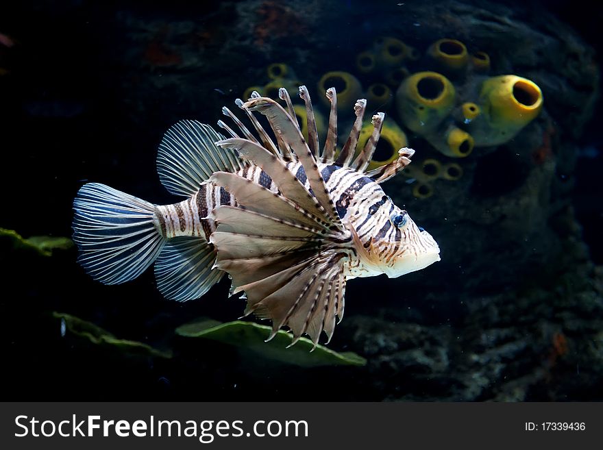 Common Lionfish. (Pterois miles).