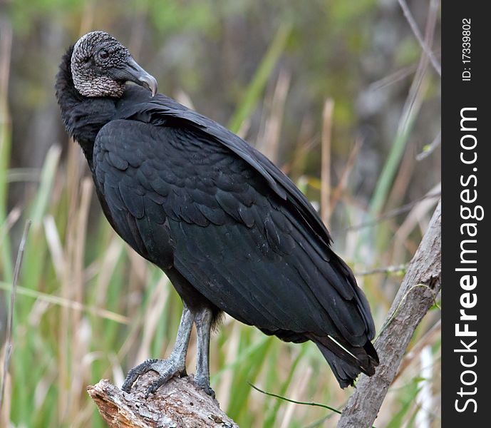 Black Vulture