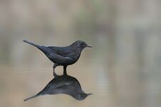 Blackbird Turdus Merula In A Pool Of Water In The Forest Of Drunen, Noord Brabant In The Netherlands. Stock Images