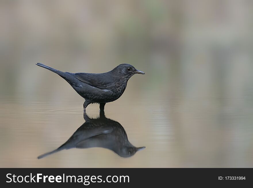 Blackbird Turdus merula in a pool of water in the forest of Drunen, Noord Brabant in the Netherlands!