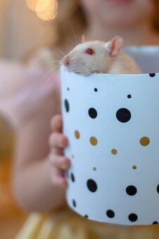 White Rat Crawls Out Of A Gift Box Royalty Free Stock Photos