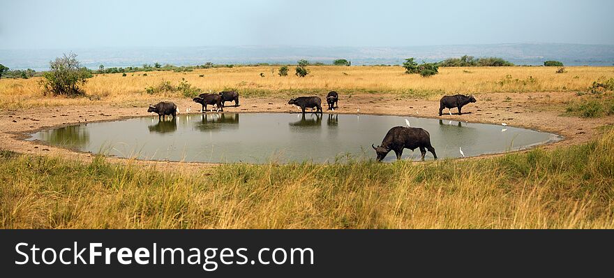 The African buffalo or Cape buffalo Syncerus caffer herd of buffalo on the shore of waterholes.Typical observations during a big five African safari.