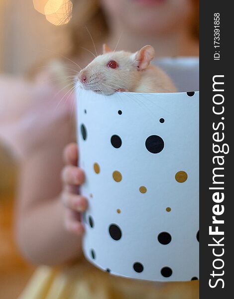 Hands of a girl holding a white gift box with a rat. White rat crawls out of a gift box. Vertical