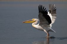 White Pelican Taking Off Royalty Free Stock Image