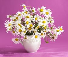 Bouquet Of Flowers Camomile Royalty Free Stock Image Bouquet Of Flowers Camomile Royalty Free Stock Image