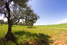 Field Cultivation Of Olives Stock Image Field Cultivation Of Olives Stock Image